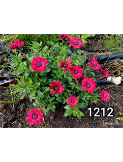 1212 Остеоспермум Flower Power Red срезы 5 штук