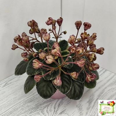 Н-Фавн (Н. Бердникова) 2017 г. (лист посажен 29.01.26)