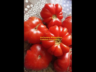 Томат Костолюто Фиорентино (Costoluto Fiorentino)