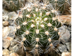 Echinopsis ‘Doris’ x ‘Ayacucho’ ex Wessner (D=30-40mm)