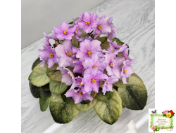 Н-Барышня (Н. Бердникова)