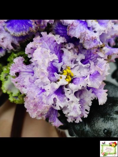 БР-Зимняя Метель (С. и Н. Буркацкие) 2021 г.