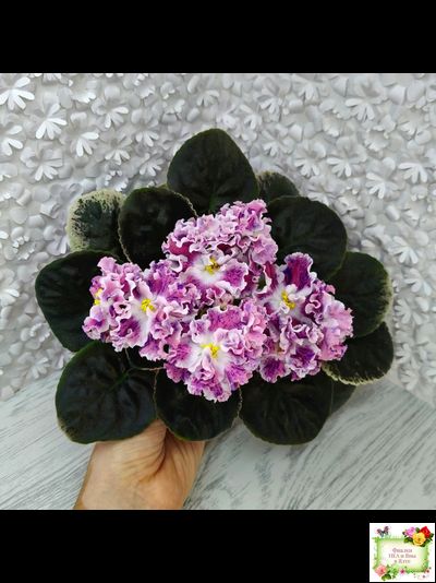 ТФ-Confetti (Т. Фурлетова) 2024 г. (лист с детками посажен 13.07.25)