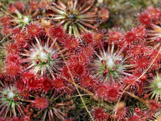 Drosera "Pygmaea"