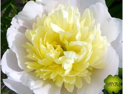Пион молочноцветковый "ПРИМАВЕРА"