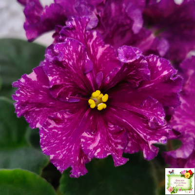 АВ-Тайны Востока (Фиалковод) 2022 г. (детка)