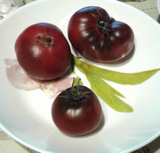 семена томата Циндао