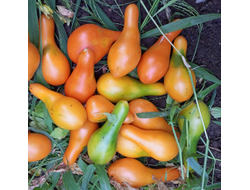 Томат Мила (Mila)