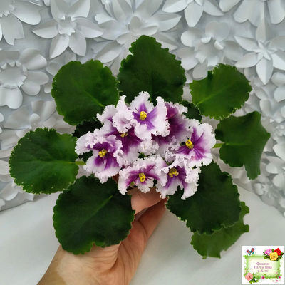 МТ-Сладкая Фантазия (М. Тотиева) 2022 г. (лист с детками укоренённый)