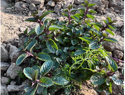 Мята сладкая (Mentha spicata) Индия, 5 мл - 100% натуральное эфирное масло