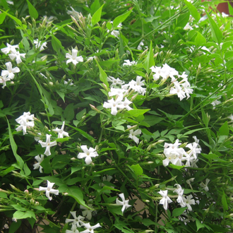 Jasminum sambac best sale