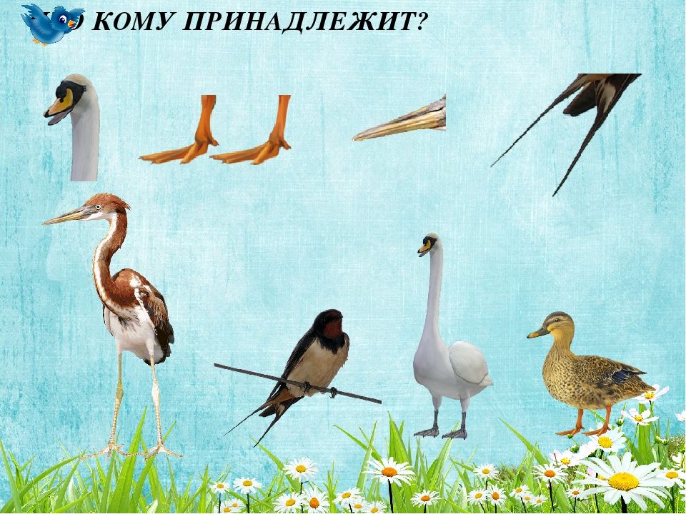 Перелетные водоплавающие птицы презентация