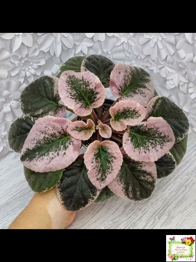 Rivermist Heavenly (J. Baker) (10985) NEW 05/21/2018