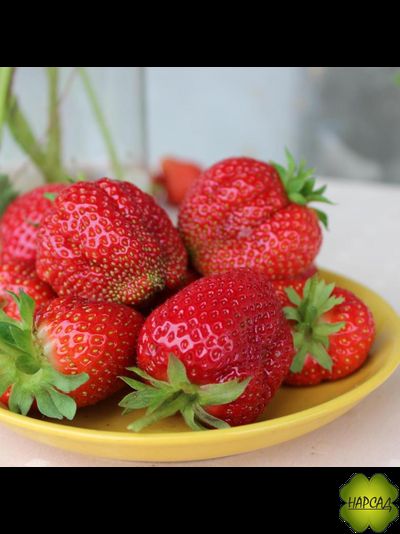 КЛУБНИКА "КОРОЛЕВА ЕЛИЗАВЕТА" (РЕМОНТАНТНАЯ, ОЧЕНЬ МАЛО УСОВ)