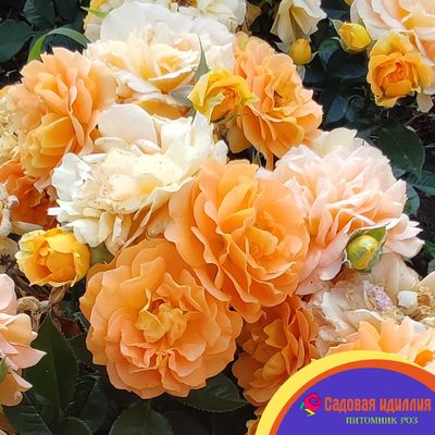 Гольдэльзе (Goldelse)