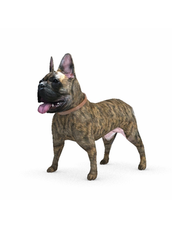 животные Бульдог французский