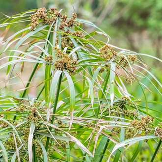 Нагармота, циперус, сыть (Cyperus scariosus) 1 г - 100% натуральное эфирное масло
