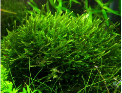 Мох яванский (Vesicularia dubuana)