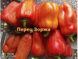 Перец сладкий Зоржа