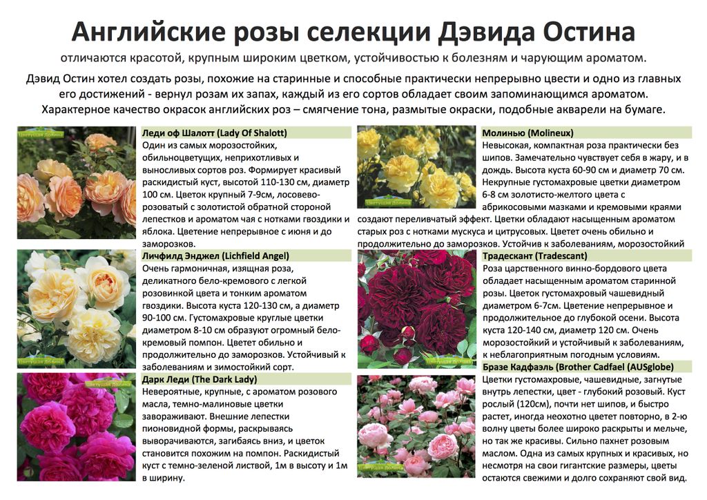 Саженцы Английских Розы Купить В Москве