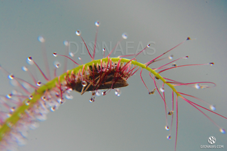 Drosera Binata Multifida Extrema