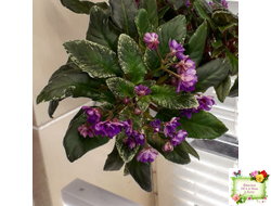 Senk's Azalea Trail (R.Follett/D.Senk) (9845) 01/30/2008 трейлер