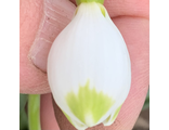 Galanthus  "Green Brush"