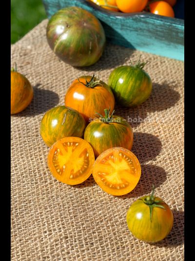 Томат Dwarf Jeremy's Stripes (Гном Джереми Полосатый), 10 шт