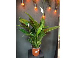 Спатифиллиум 17/80см