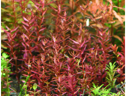 Ротала макрандра