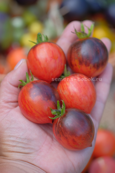 Томат Dwarf Shadow Boxing (Гном Бой с тенью), 10 шт