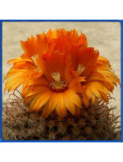 Parodia muhrii P 155