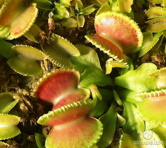 Dionaea muscipula Wiky purple trap