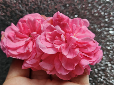 Пеларгония ЮГ-Шифоновые Рюши