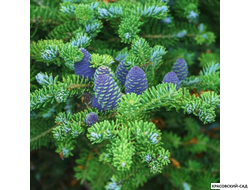 Пихта корейская - Abies koreana