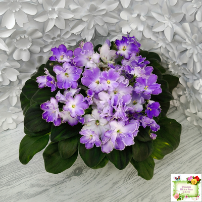 LV-Цветы для Любимого (Л. Шевелева) 2025 г. трейлер (клакамасный лонг)