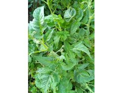 томат Гном Фероковай (Dwarf Wherokowhai)