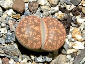 Lithops gesinae v.annae C078 - 10 семян