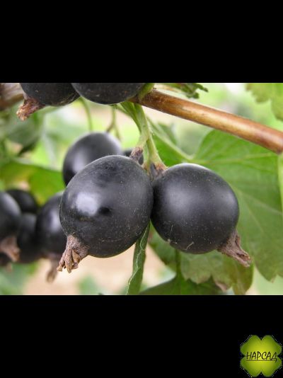 ЙОШТА (смородина х крыжовник) саженец 130 см