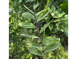 Polygonatum odoratum var. maximowiczii 'Tsumugi nishiki'