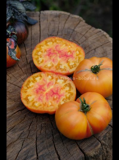 Томат Ярсон 34 (Jarson 34), 10 шт