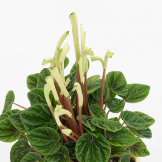 Peperomia caperata