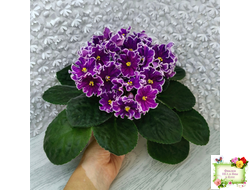 АВ-Просто Космос (Фиалковод) 2019 г.