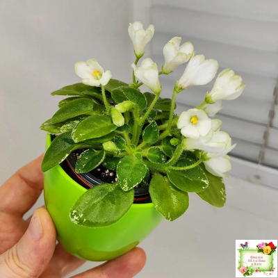 Н-Каламбур (Н. Бердикова) 2016 трейлер