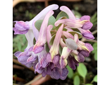 Corydalis solida "Гранатовый Браслет"