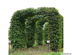 Топиар Арка из Липы мелколистной - Tilia cordata