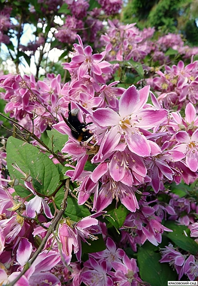 Дейция гибридная Строуберри Филдс фото цветения красовский-сад.рф