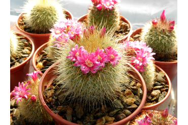 Mammillaria spinosissima (с желтыми длинными колючками)