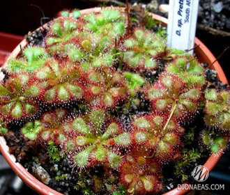 Drosera sp. South Africa