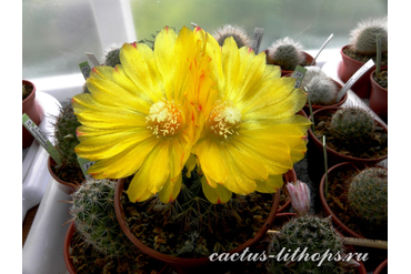 Parodia aureispina